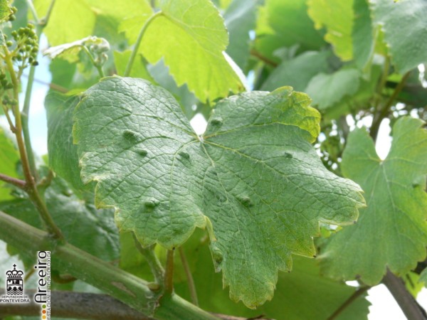 Colomerus vitis- Sintomas en hoja